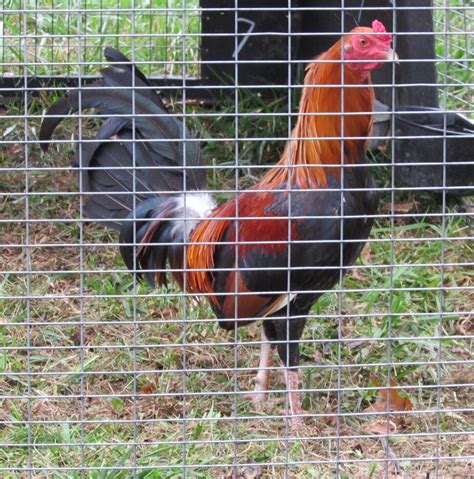 lacy roundhead|bell roundhead gamefowl farms.